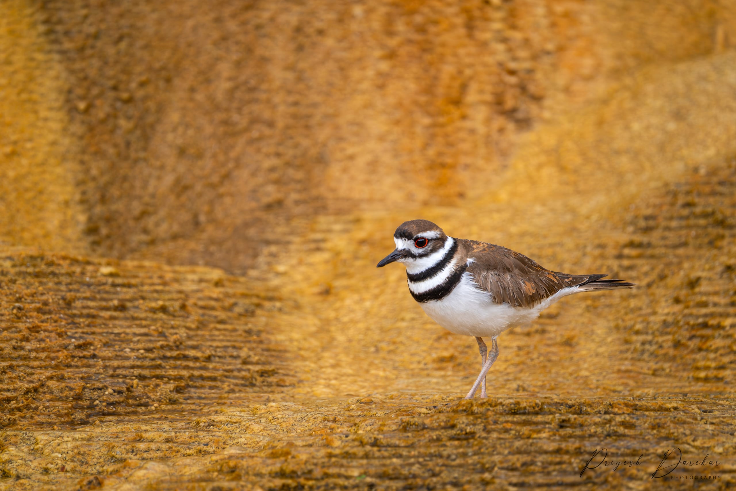 A killdeer with banded black-and-white breast standing on the ochre travertine terraces at Mammoth Hot Springs.