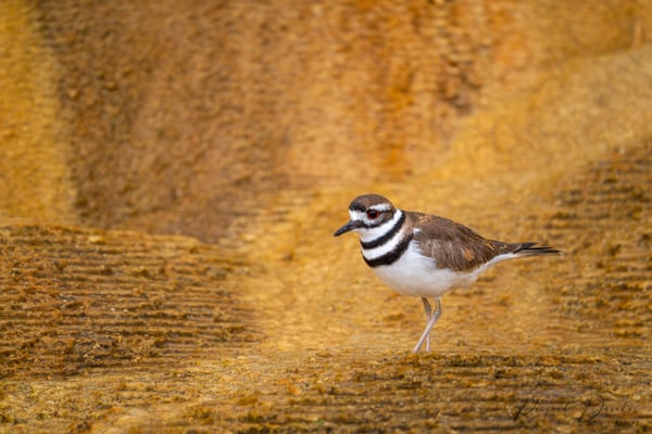 A killdeer with banded black-and-white breast standing on the ochre travertine terraces at Mammoth Hot Springs.