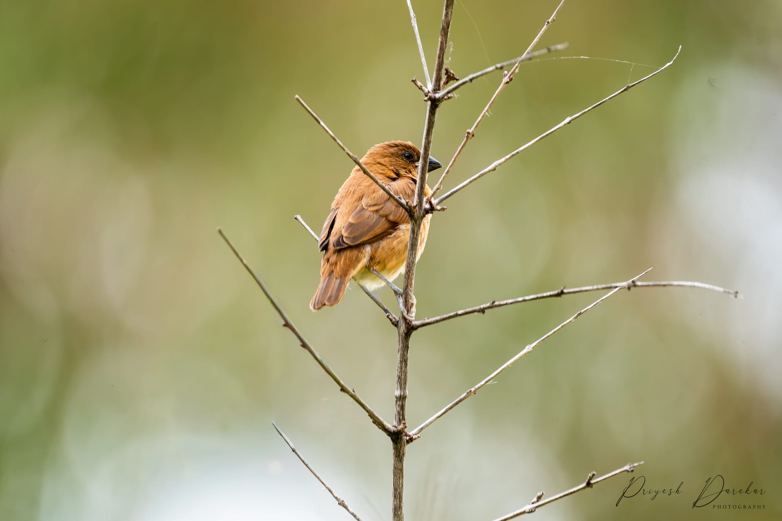 A small rufous-backed bird gripping a bare thorny branch, warm green foliage dissolved to soft light behind it.