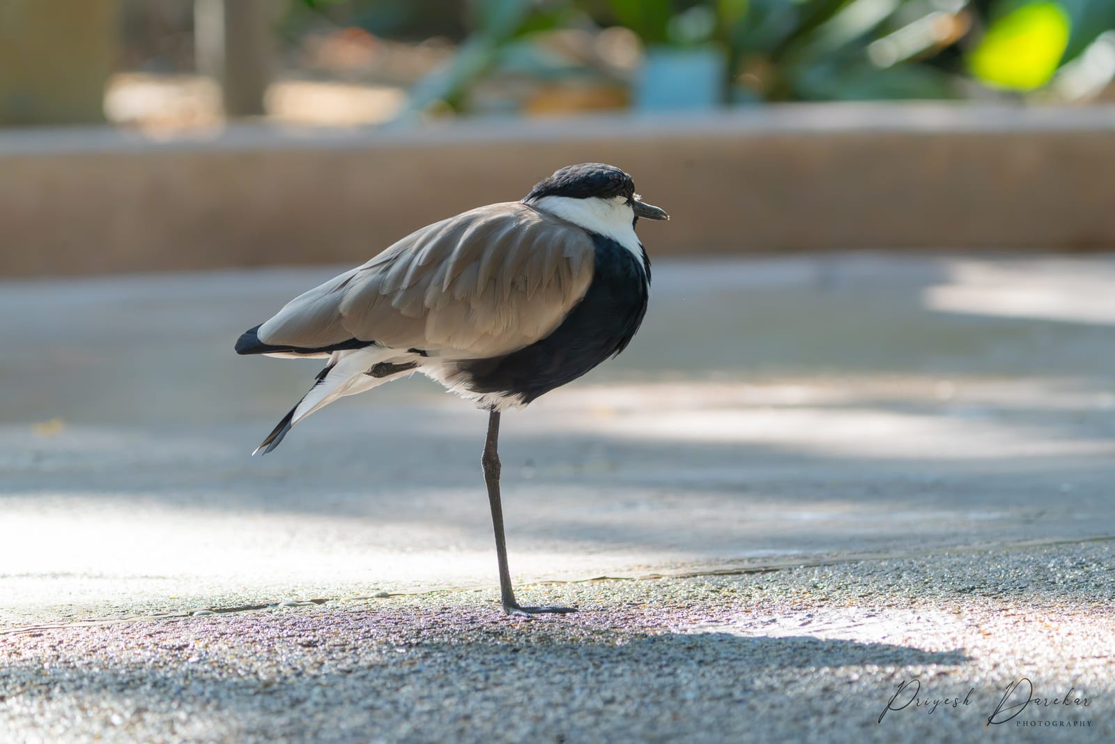 A lapwing balanced on one leg on pale concrete, the other leg folded up into its body, shadow pooled beneath.