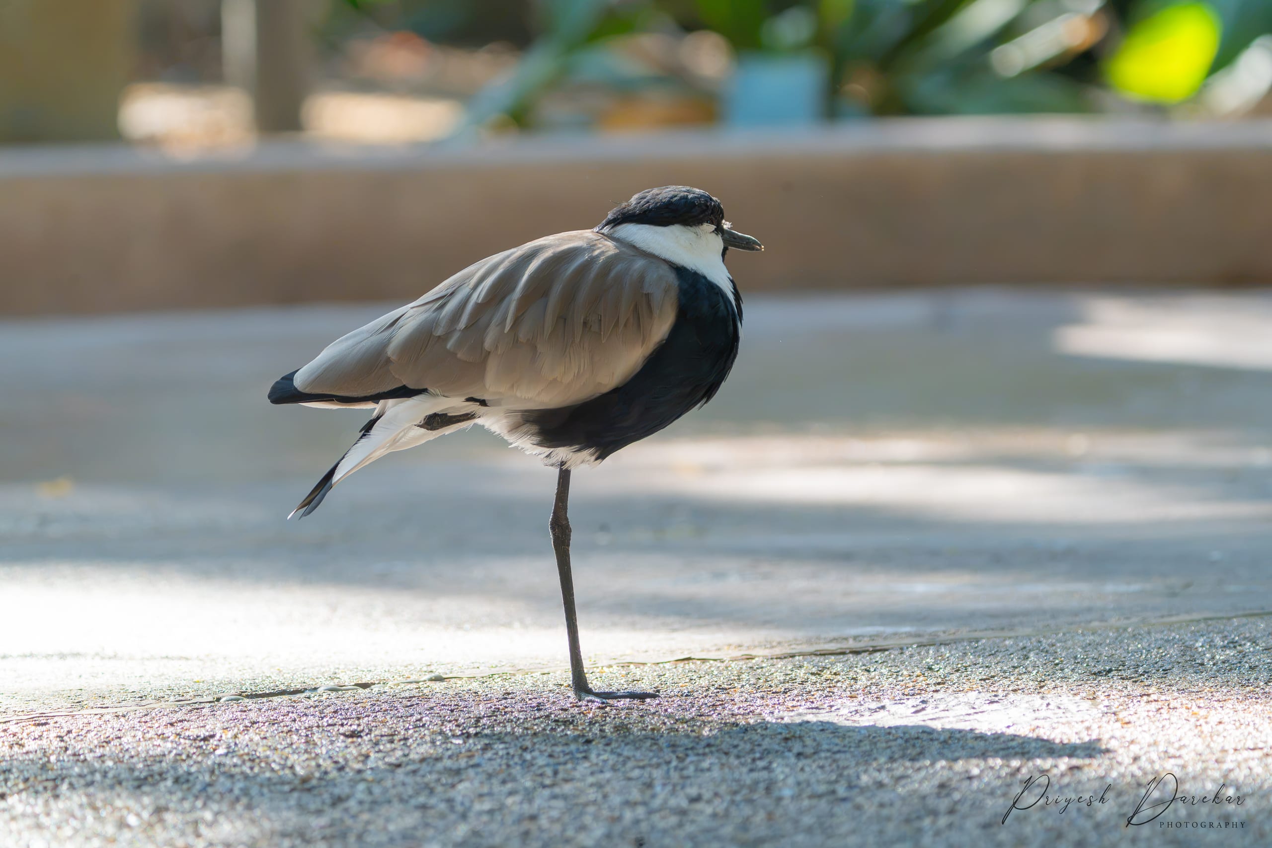 A lapwing balanced on one leg on pale concrete, the other leg folded up into its body, shadow pooled beneath.