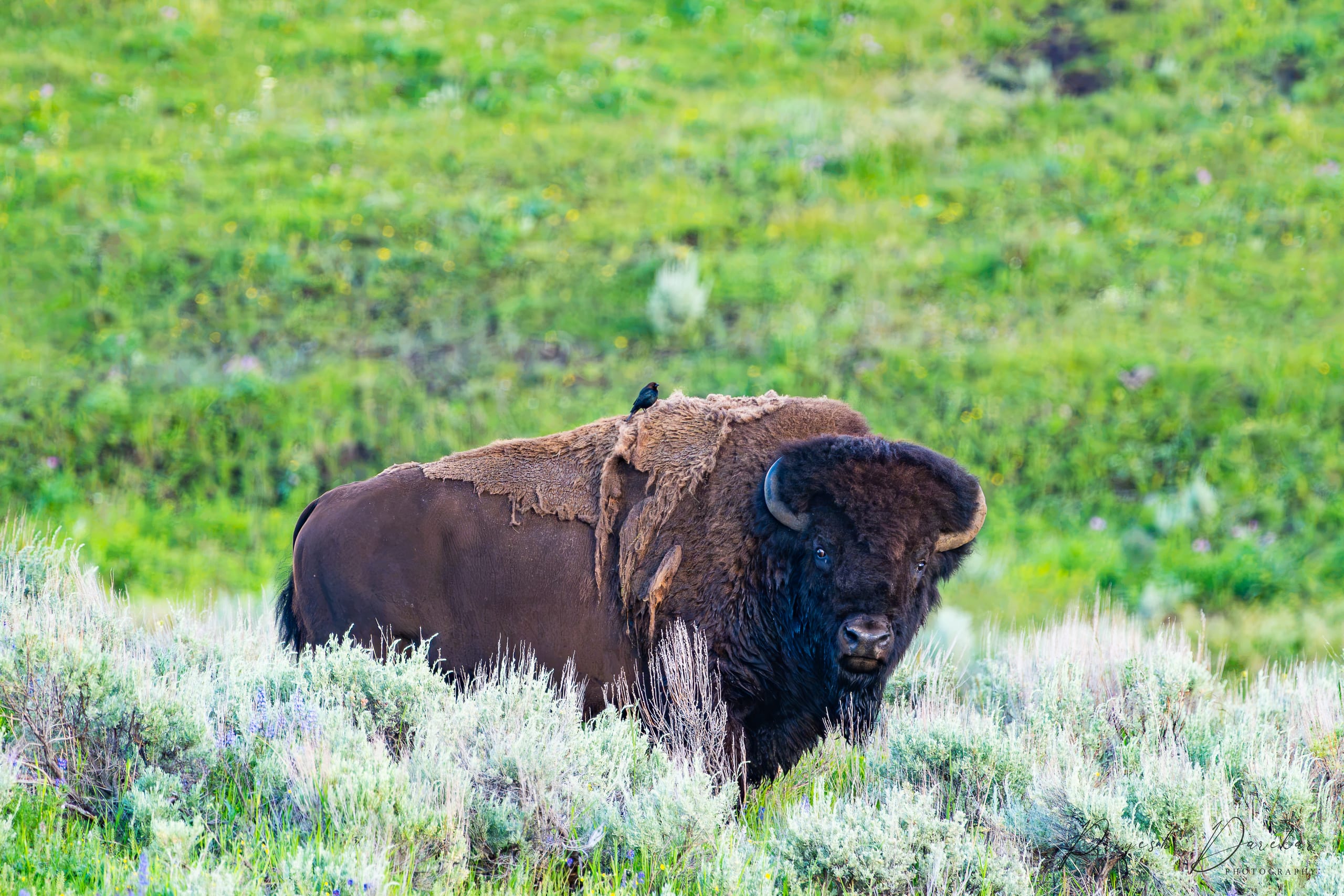 A bison standing in spring sagebrush, winter coat shedding in ragged sheets, a small bird riding its shoulder.