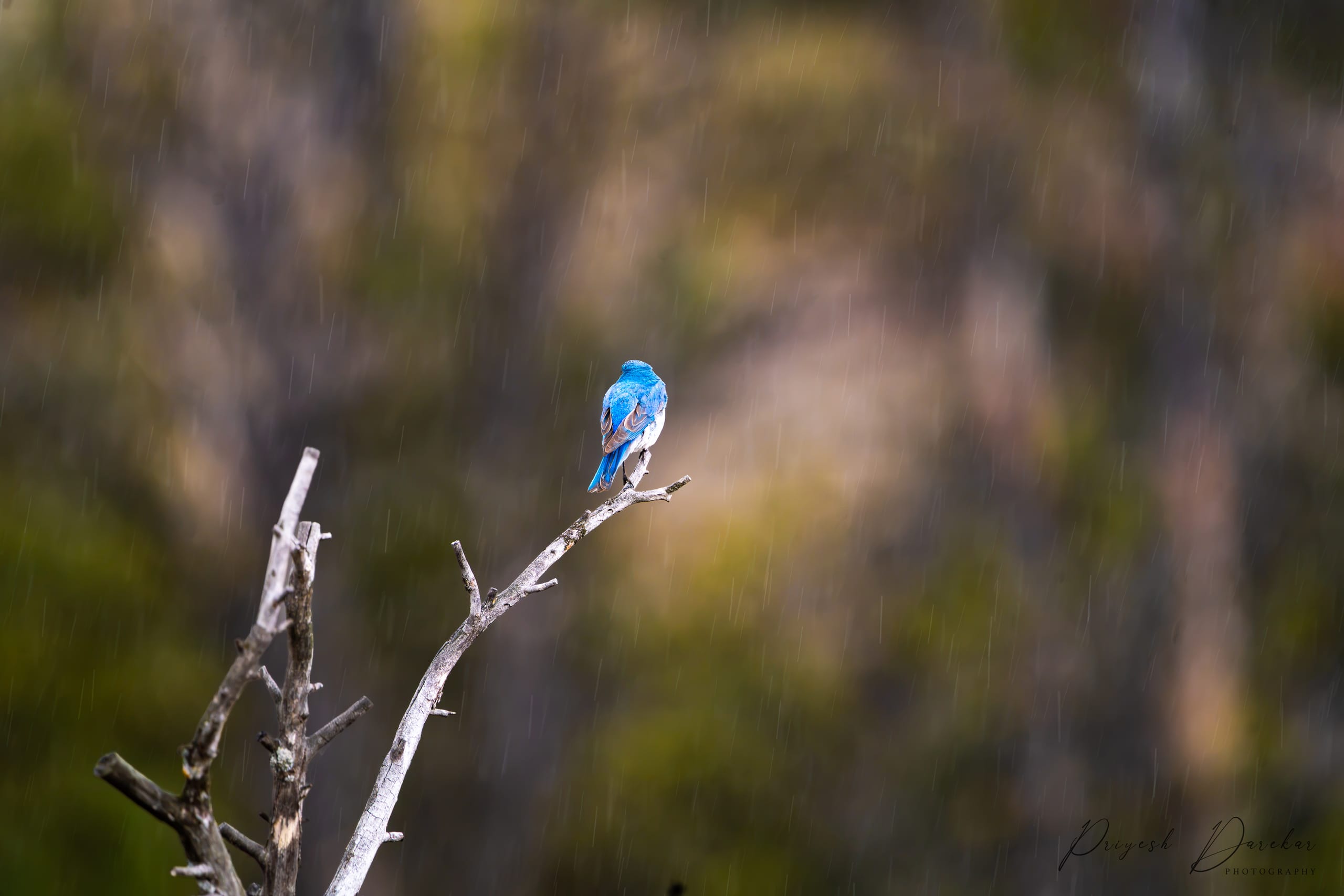 A vivid blue bird perched at the tip of a bare branch while fine rain streaks the muted background.
