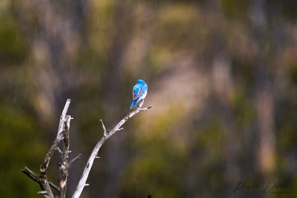A vivid blue bird perched at the tip of a bare branch while fine rain streaks the muted background.