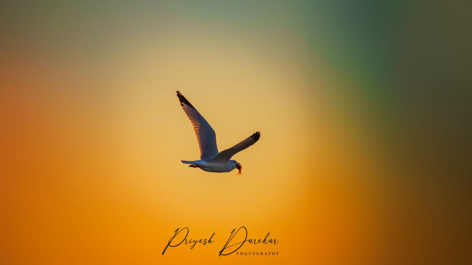 A single gull gliding across a smooth gradient of orange and teal sky at sunset.