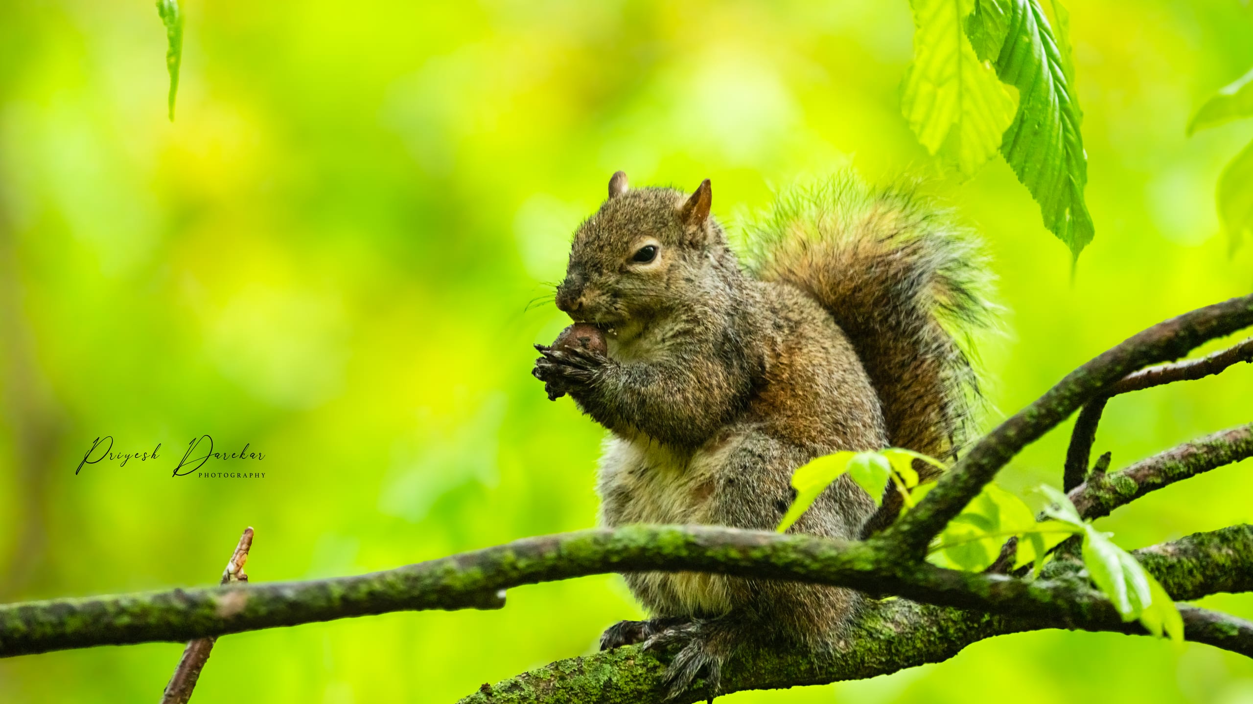 A grey squirrel sitting upright on a mossy branch, feeding, surrounded by bright new green leaves.