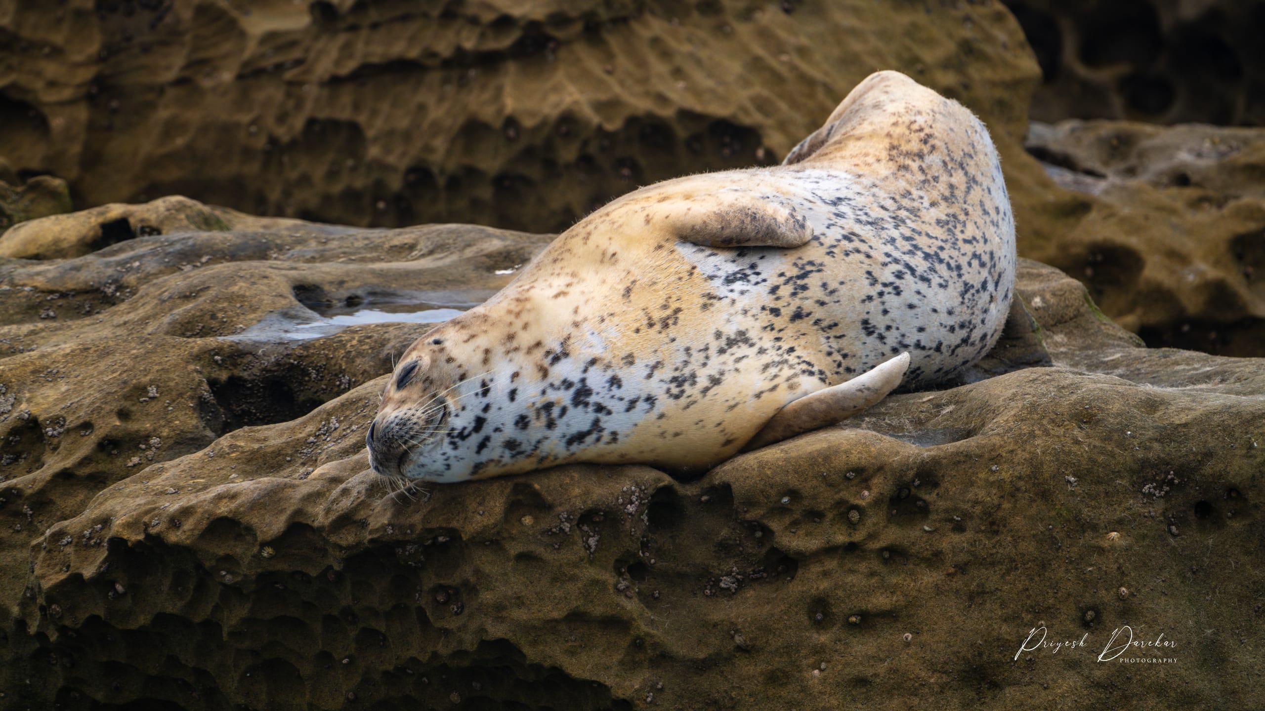 A spotted harbor seal resting on a weathered sandstone shelf, head lifted toward the camera.