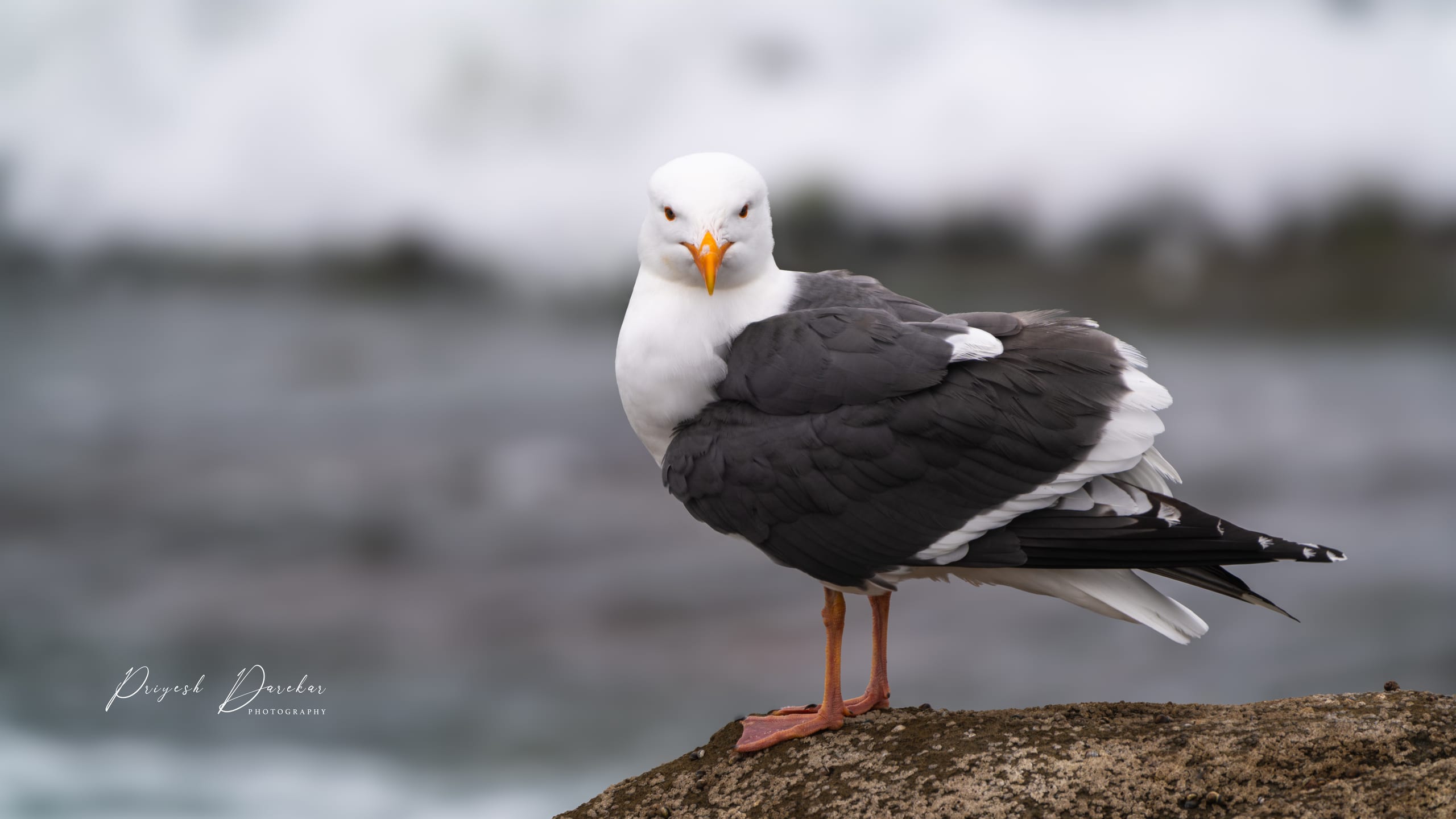 A gull standing on a wet rock with breaking surf blurred behind it.
