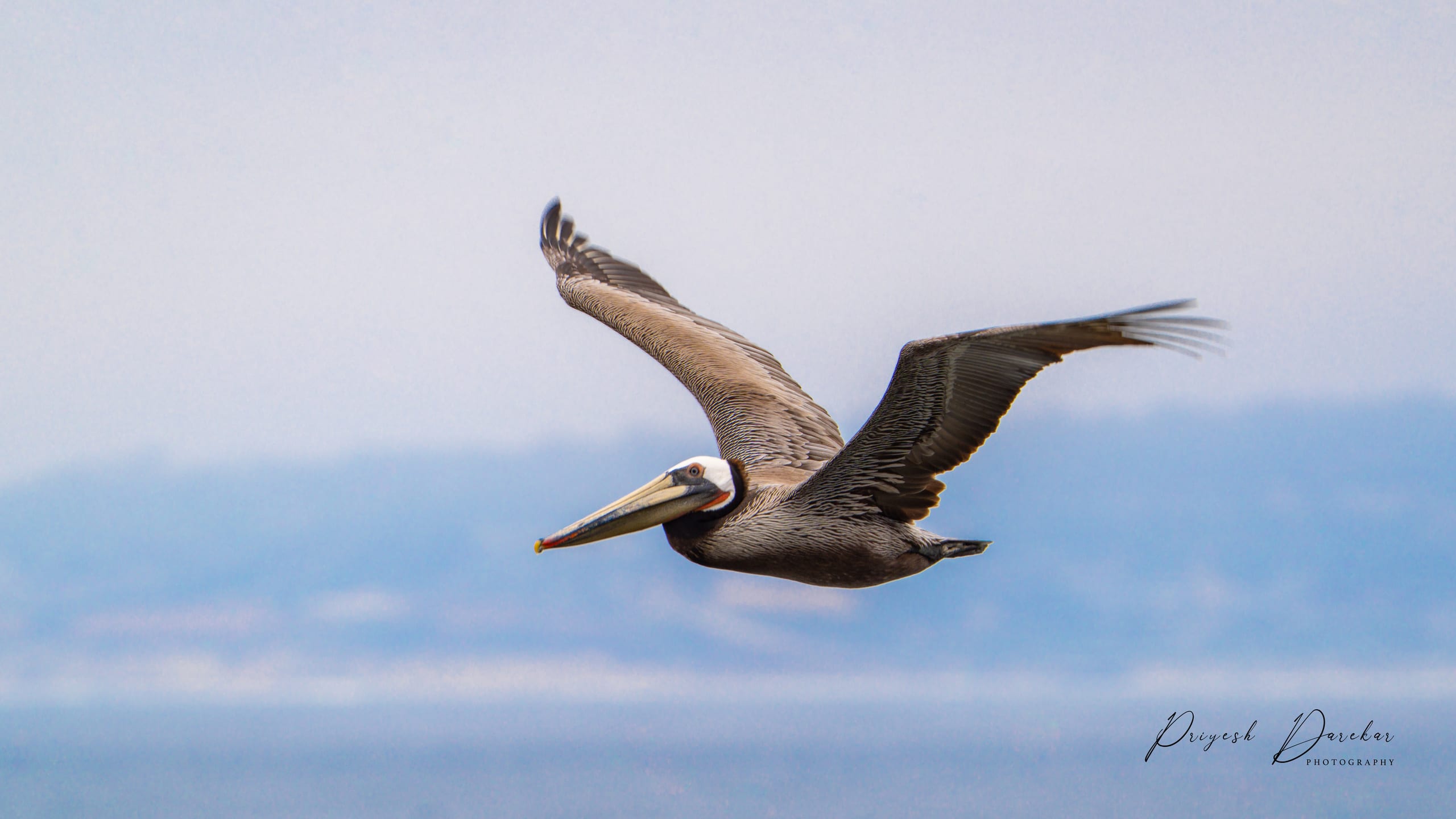 A brown pelican gliding low with wings fully extended, distant coastline soft behind it.