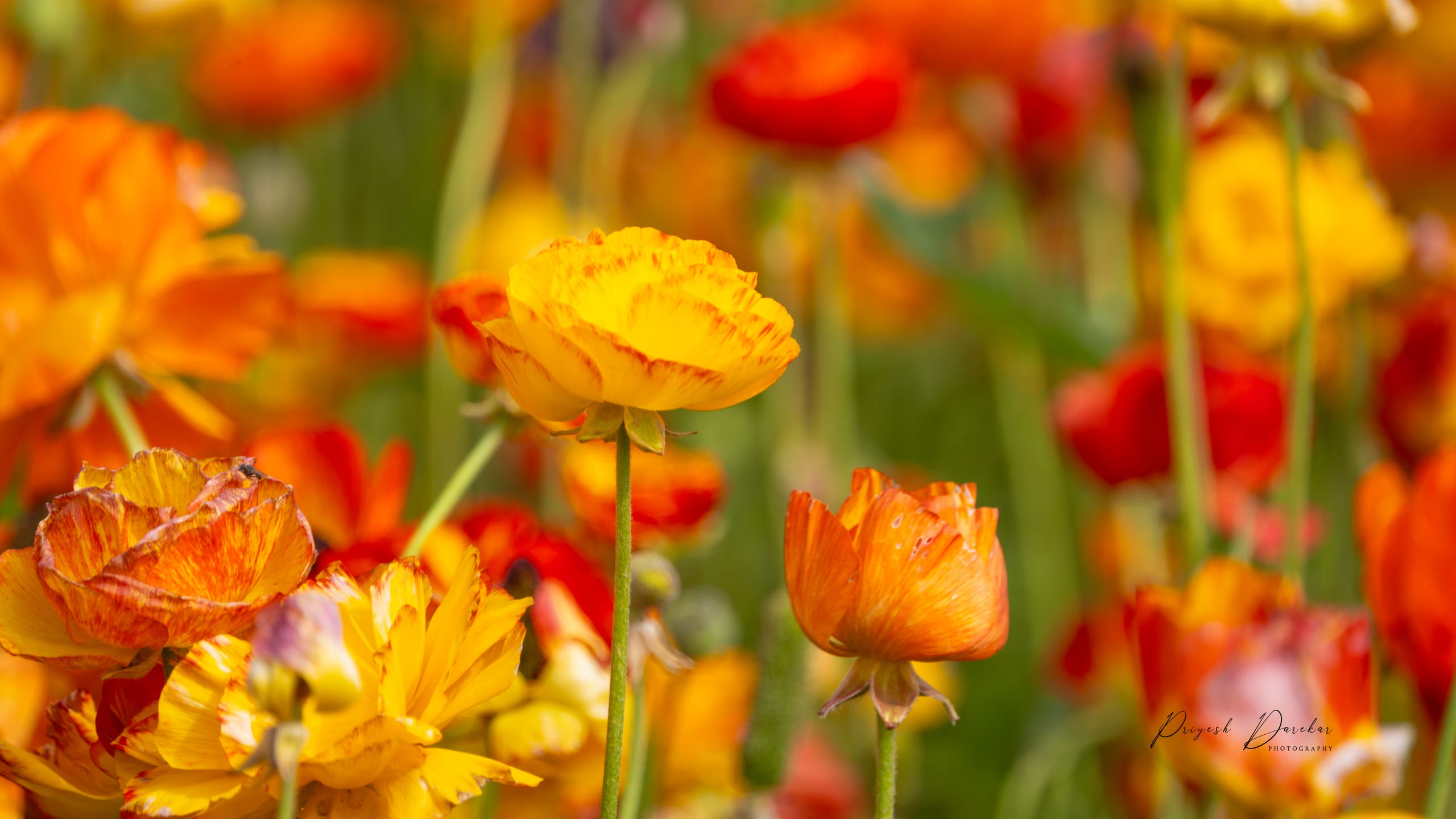 Dense orange and yellow ranunculus blooms filling the frame, compressed together by a long lens.