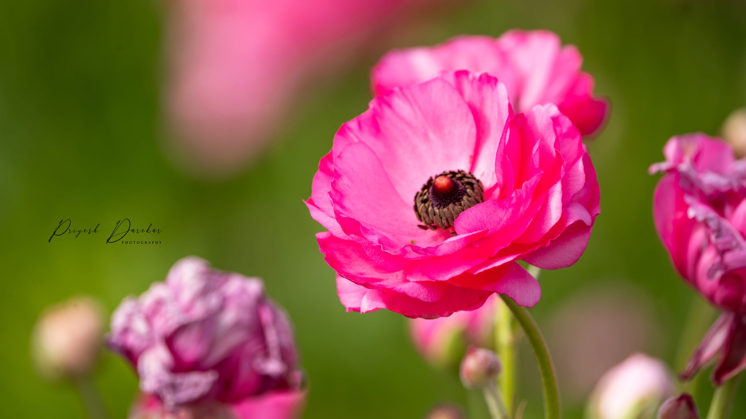 A pink ranunculus bloom held in sharp focus among softer magenta flowers falling away behind it.