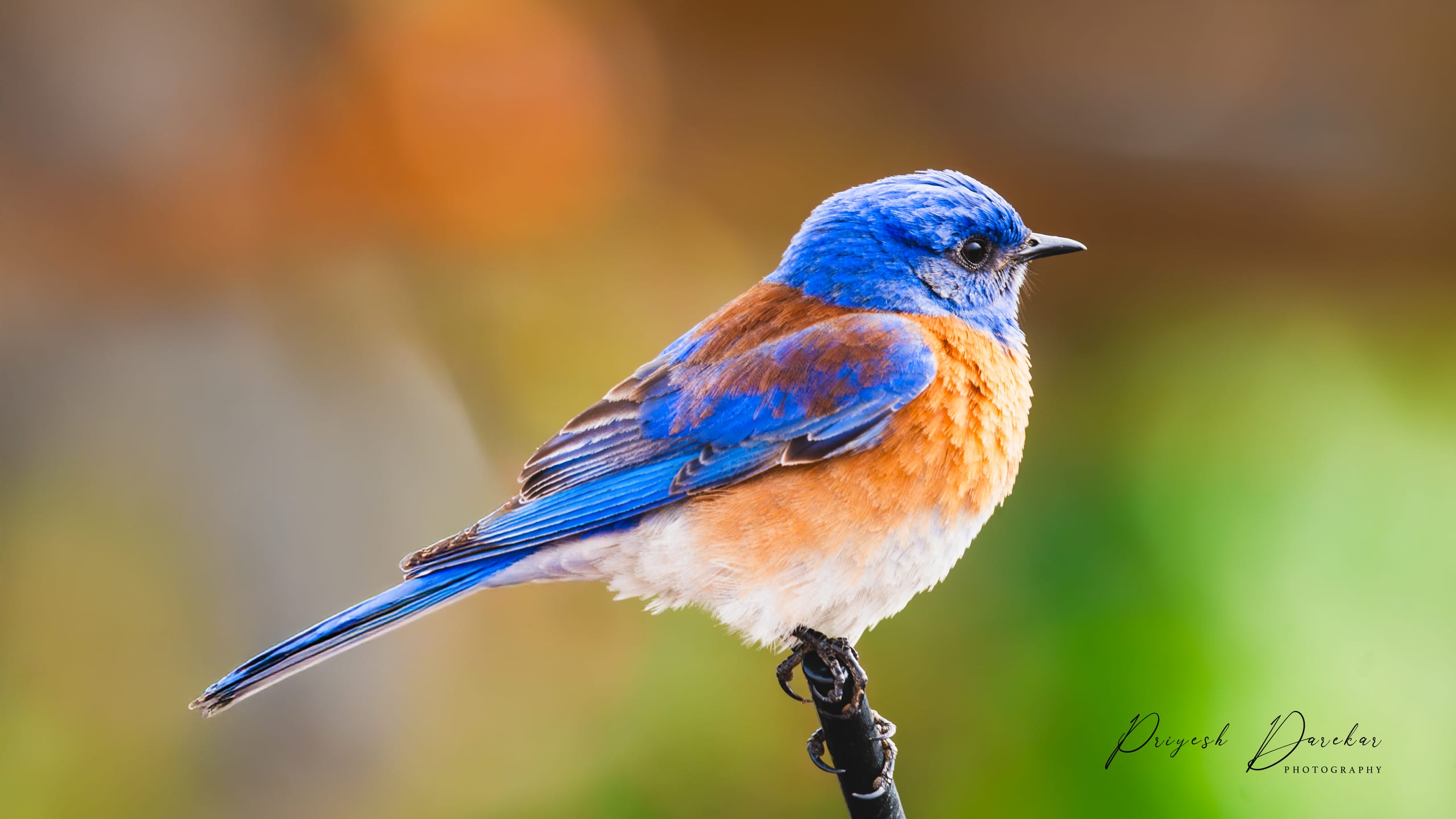 A western bluebird perched on a thin branch, its blue head and rust-orange breast lit from the side.
