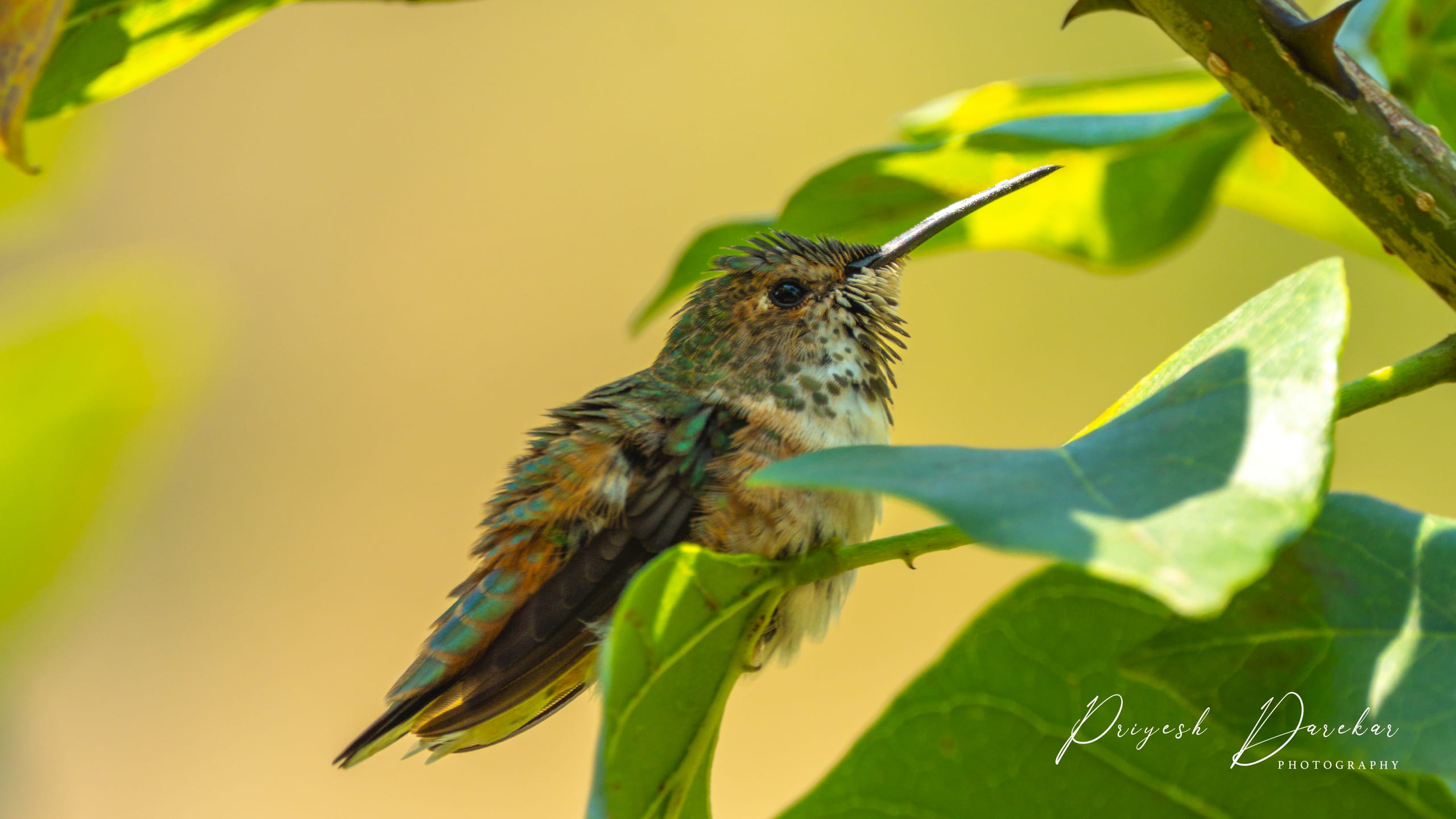 A hummingbird hovering beside broad green leaves, bill open and wings caught mid-beat.