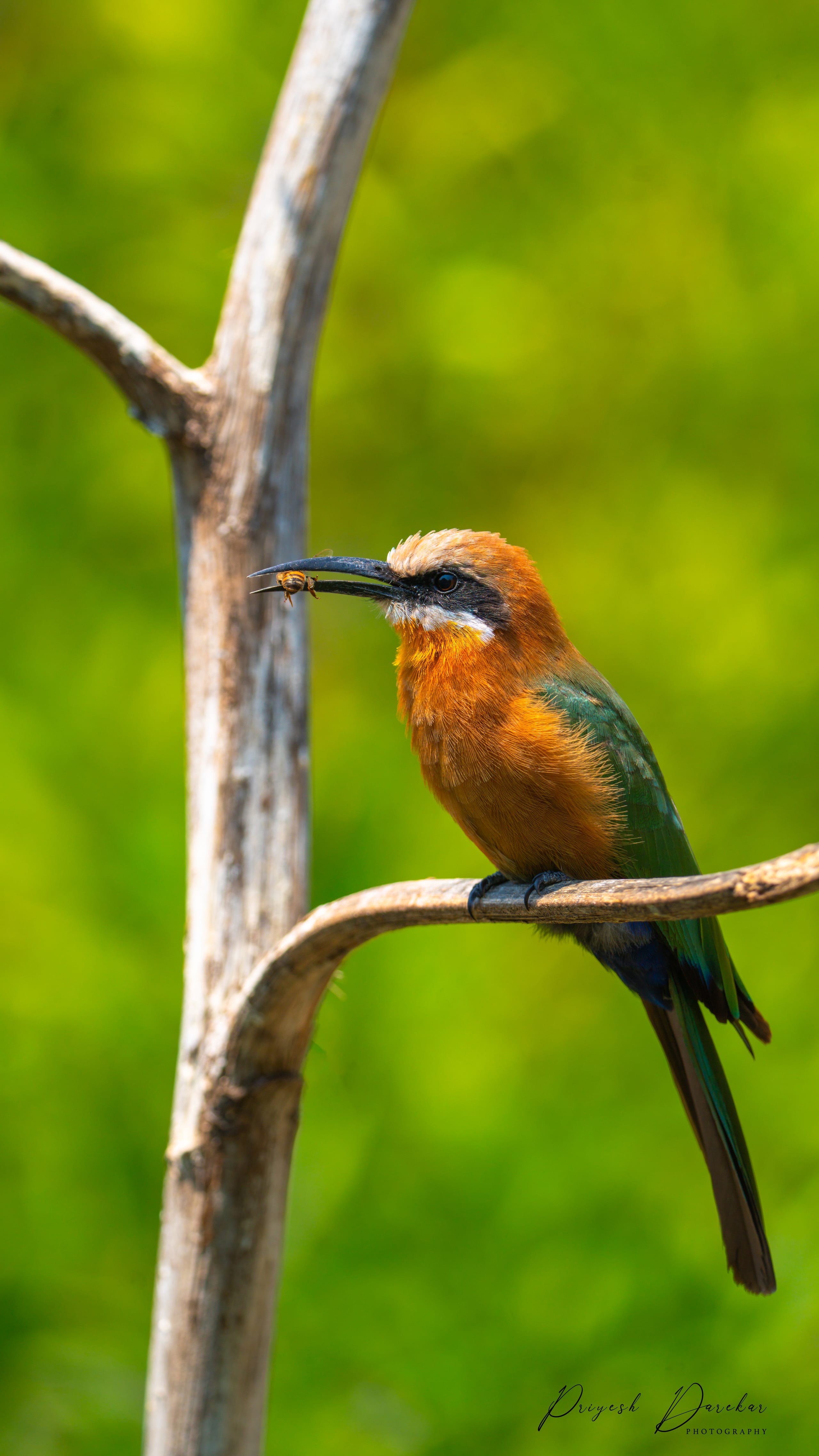 A bee-eater with green and orange plumage perched on a bare branch against a soft green background.