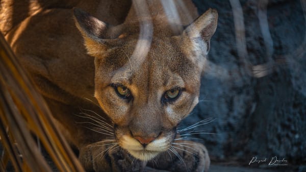 A mountain lion looking directly at the camera from shade, its face and whiskers catching warm light.