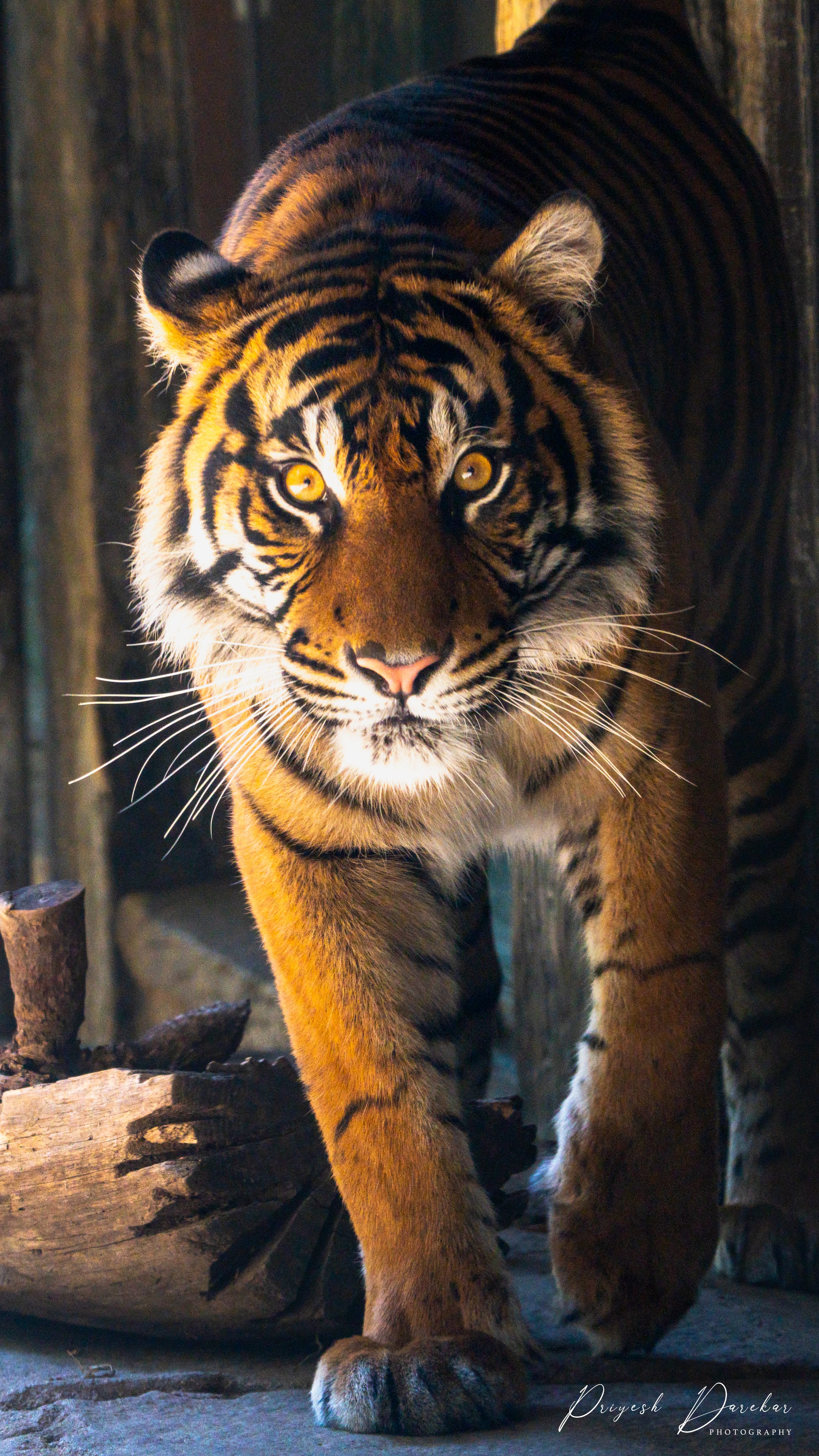 A tiger walking straight toward the camera, eyes fixed forward and shoulders low.