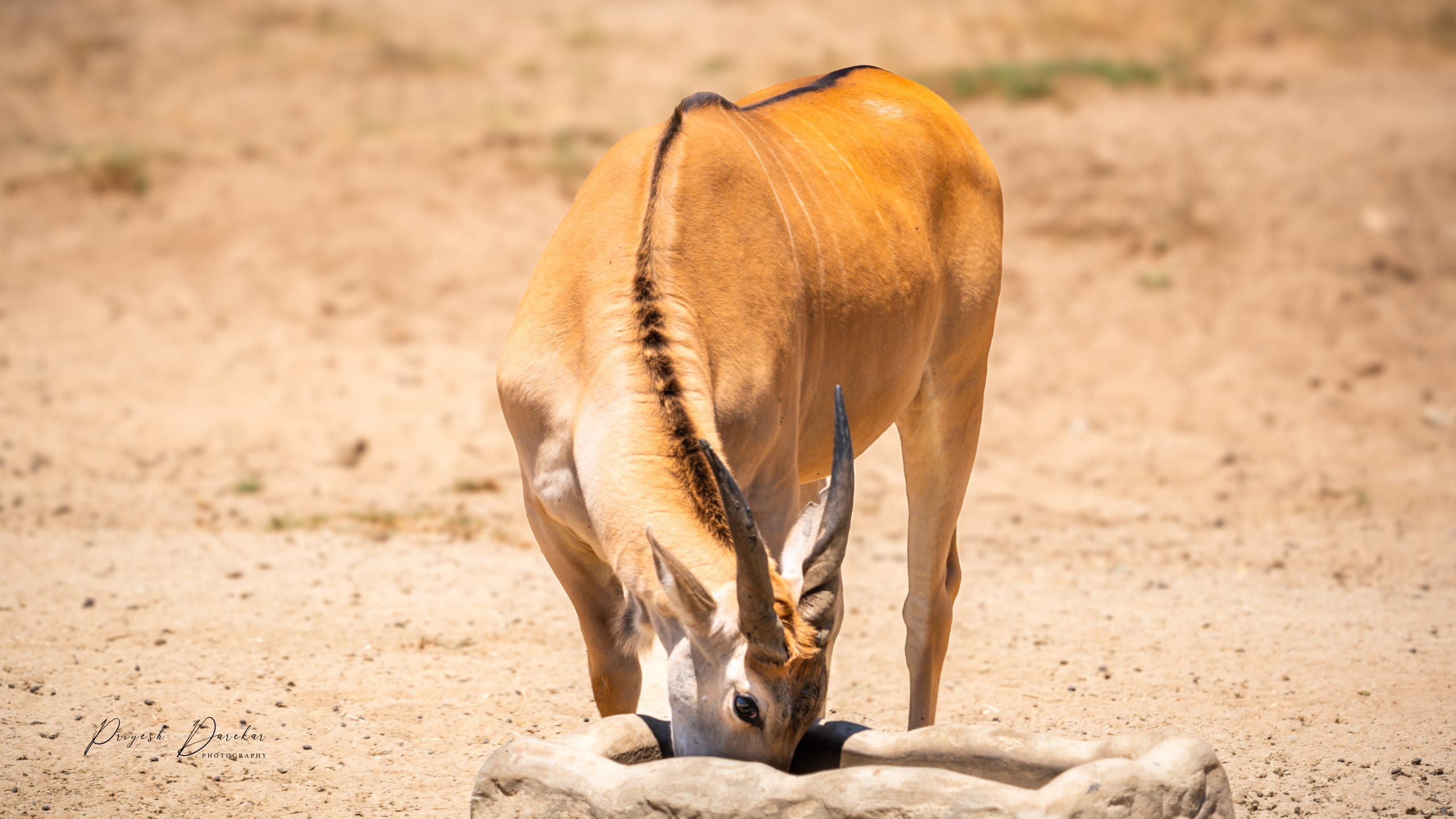 An antelope lowering its head to drink at a shallow pool on pale open sand.