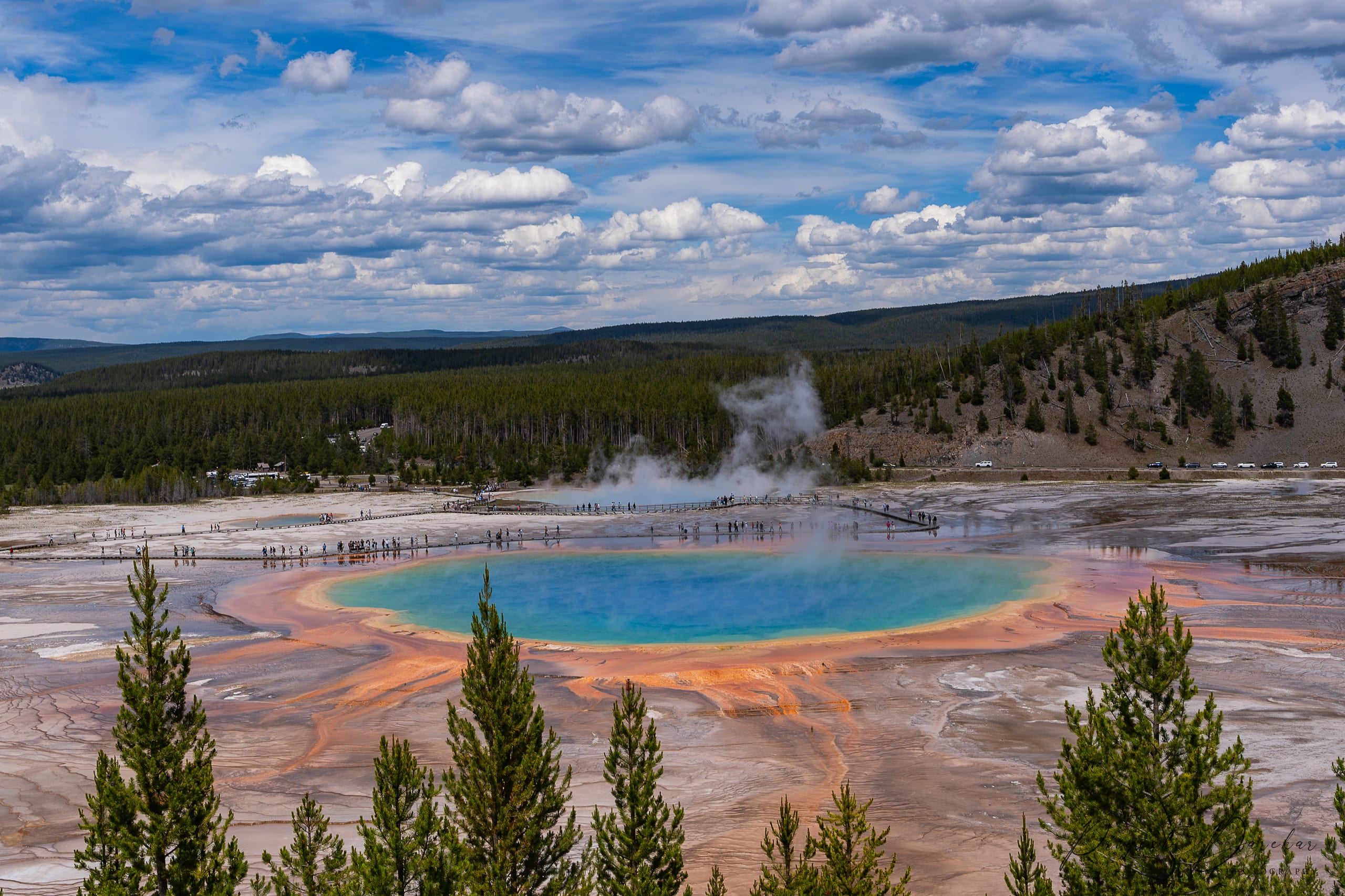 Grand Prismatic Spring seen from above, its blue centre ringed by orange bacterial mats, lodgepole pines in the foreground.