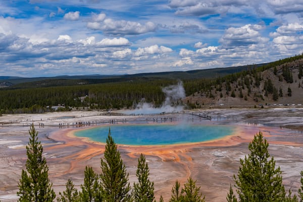 Grand Prismatic Spring seen from above, its blue centre ringed by orange bacterial mats, lodgepole pines in the foreground.