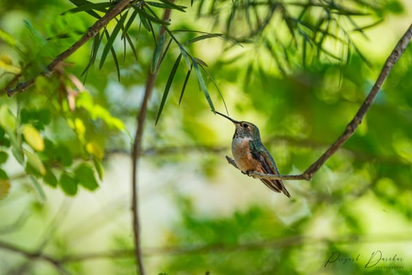 A hummingbird at rest on a slender twig, framed by backlit willow leaves in layered greens.