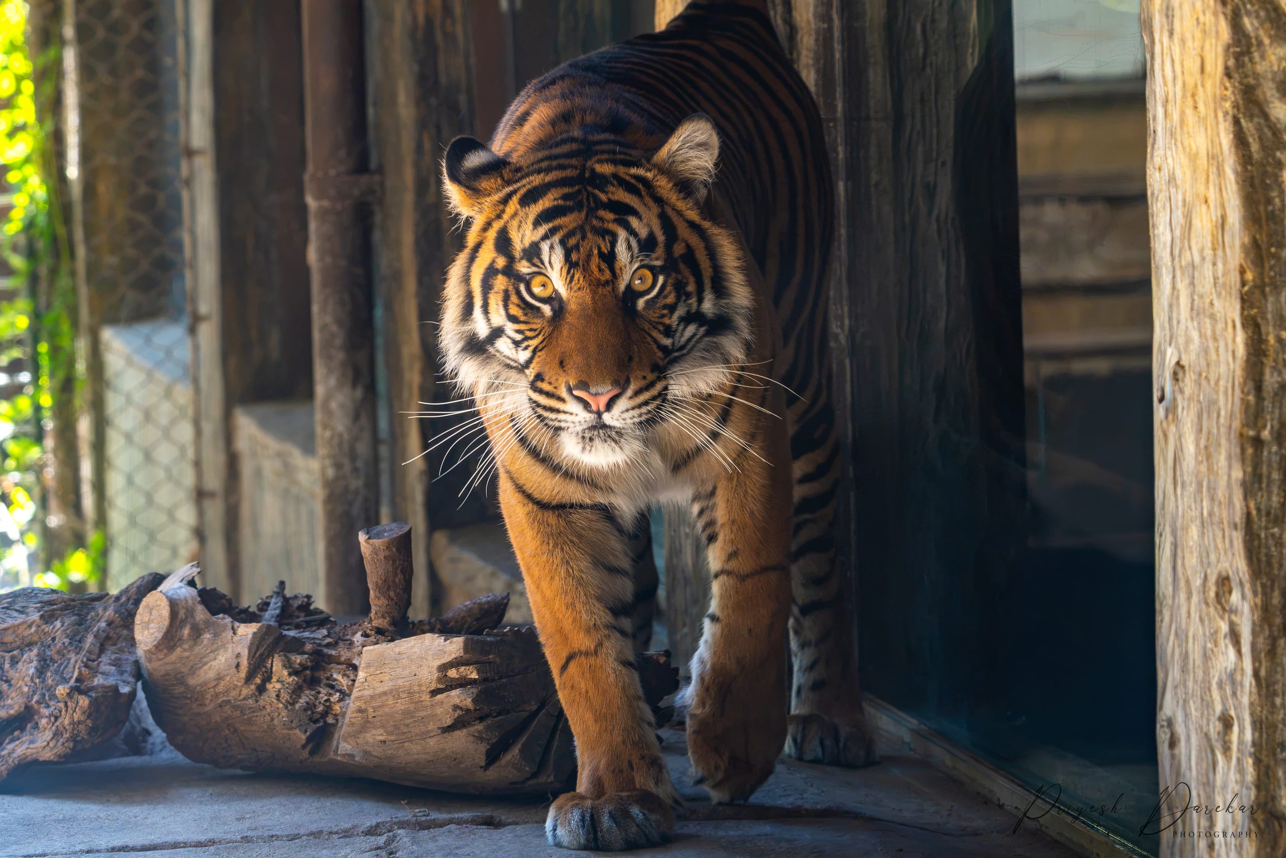 A Sumatran tiger walking straight toward the camera, amber eyes level, timber and enclosure fencing behind.