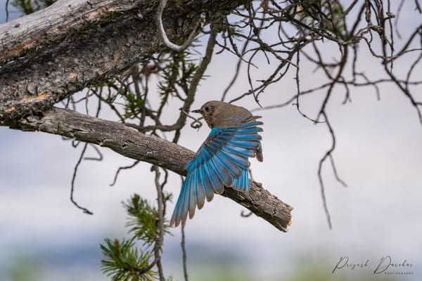 A bluebird landing on a pine limb with one wing fanned wide, primaries lit bright blue against an overcast sky.